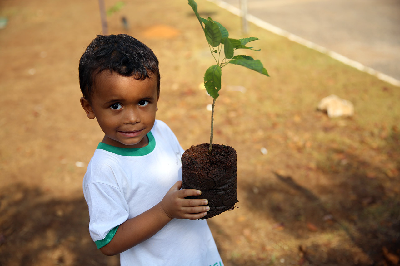 plantio arv cei 00012